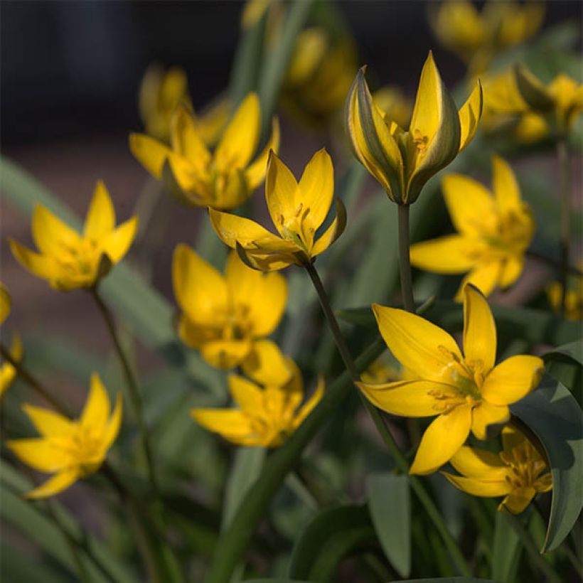 Tulipa neustruevae - Botanical Tulip (Flowering)