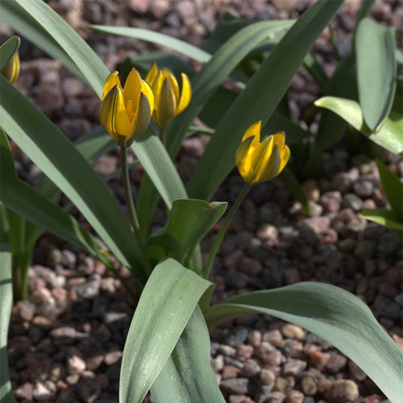Tulipa neustruevae - Botanical Tulip (Plant habit)
