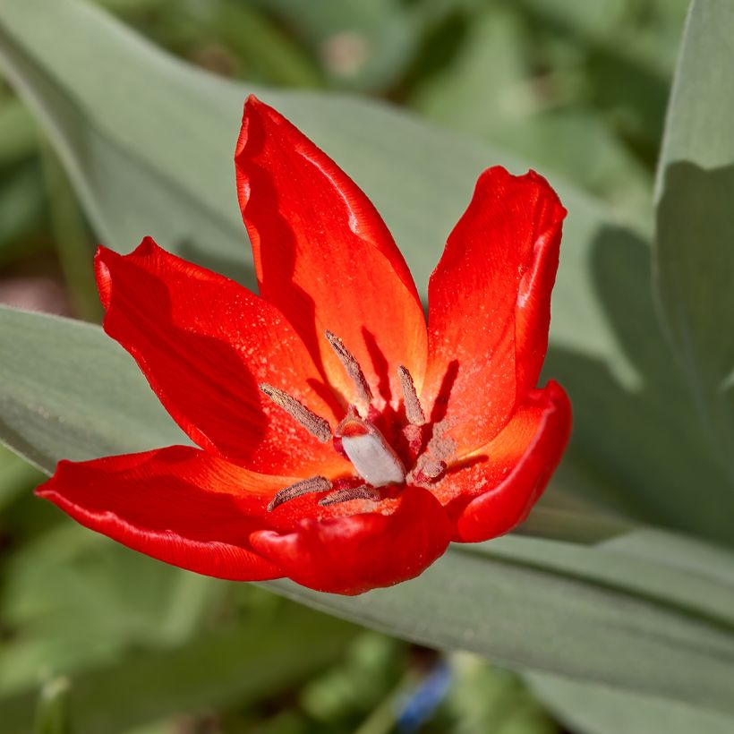 Tulipa praestans Fusilier (Flowering)