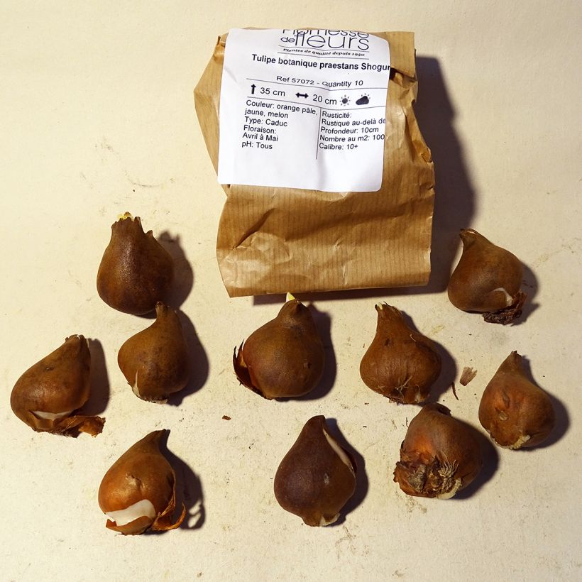 Example of Tulipa praestans Shogun specimen as delivered