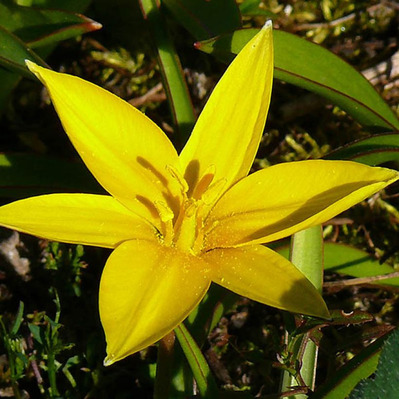 Tulipa urumiensis - Botanical Tulip (Flowering)