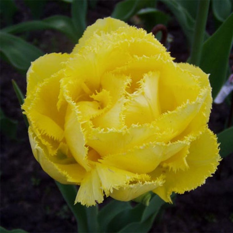 Tulipa Exotic Sun - Fringed Tulip (Flowering)