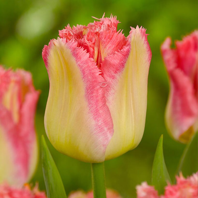 Tulipa crispa 'Lingerie' (Flowering)