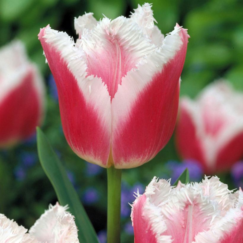 Tulipa crispa 'Siesta' (Flowering)