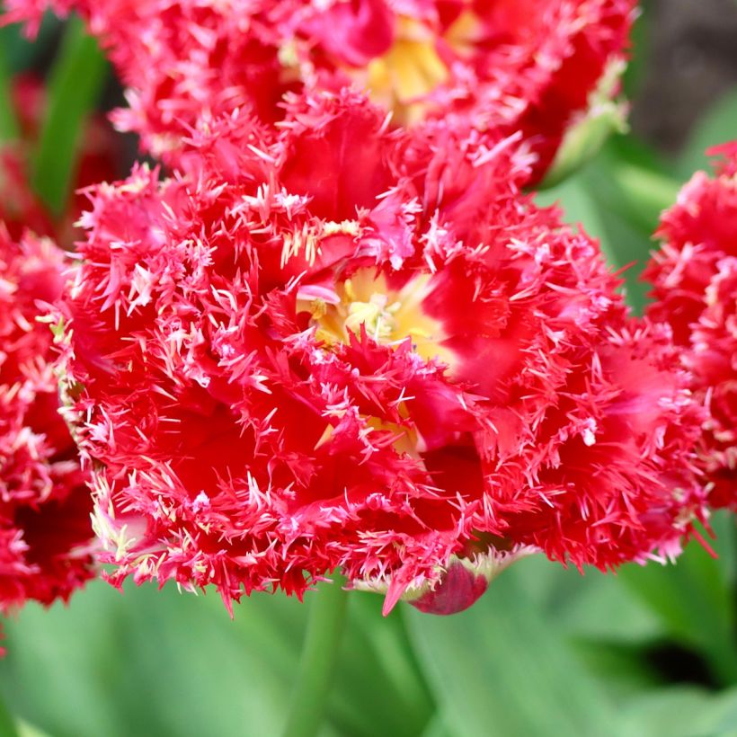 Tulipa crispa 'Qatar' (Flowering)