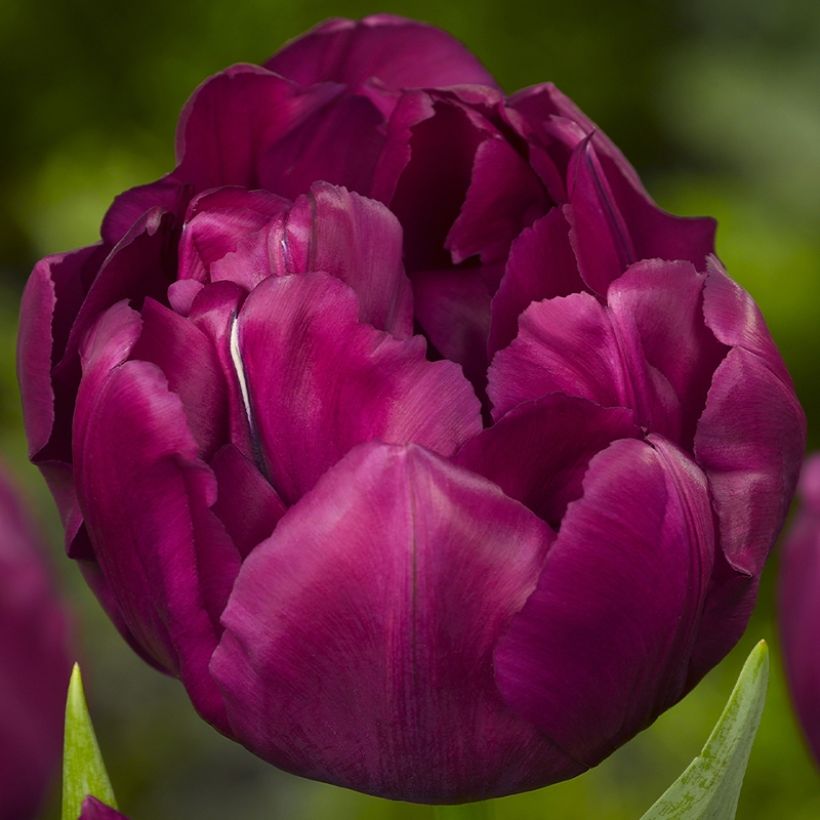 Tulipa Alison Bradley- Double Early Tulip (Flowering)