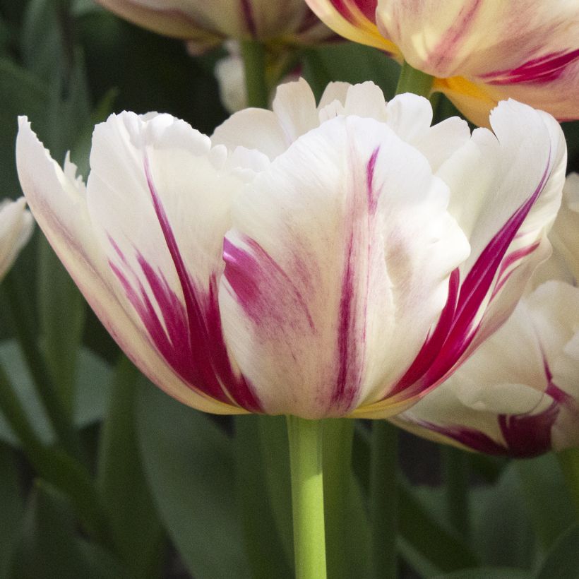 Tulipa Flaming Margarita- Double Early Tulip (Flowering)