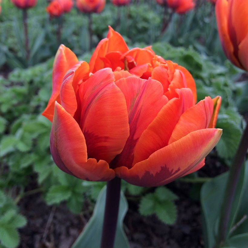 Tulipa 'Hermitage' (Flowering)