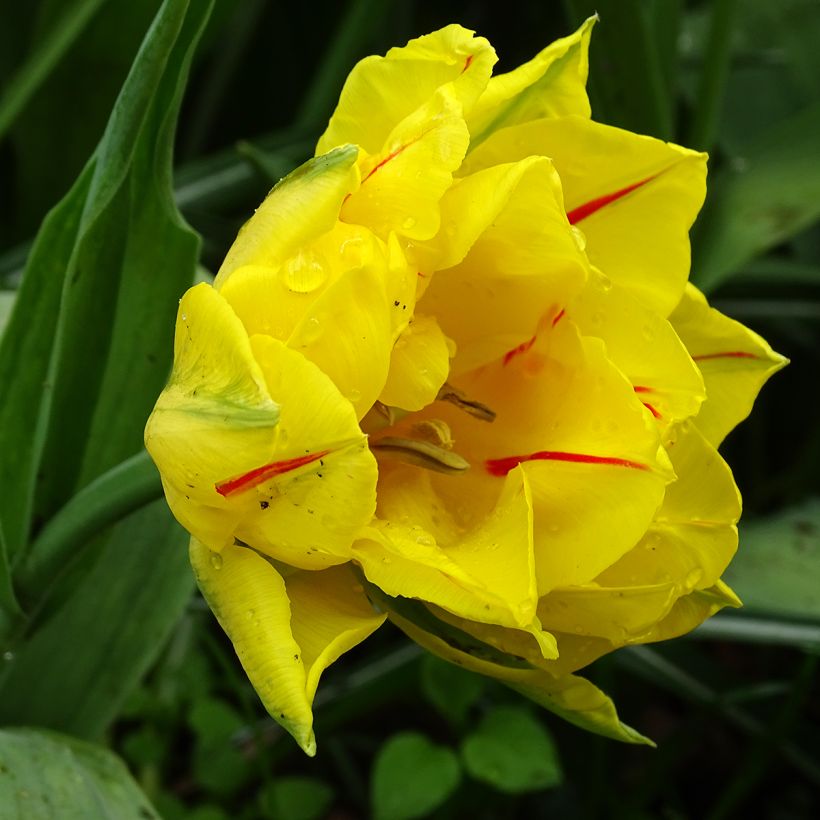 Tulipa Monsella- Double Early Tulip (Flowering)