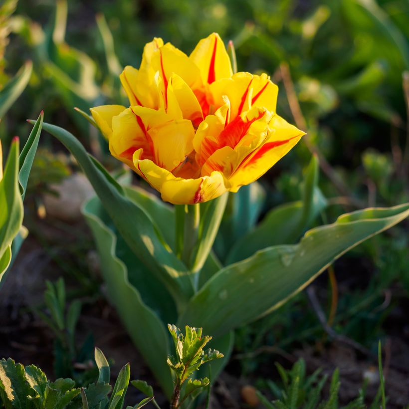 Tulipa Monsella- Double Early Tulip (Plant habit)