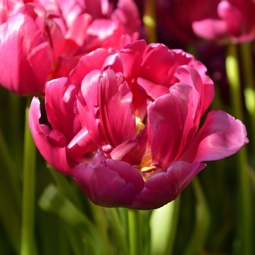 Tulipa Royal Acres- Double Early Tulip (Flowering)