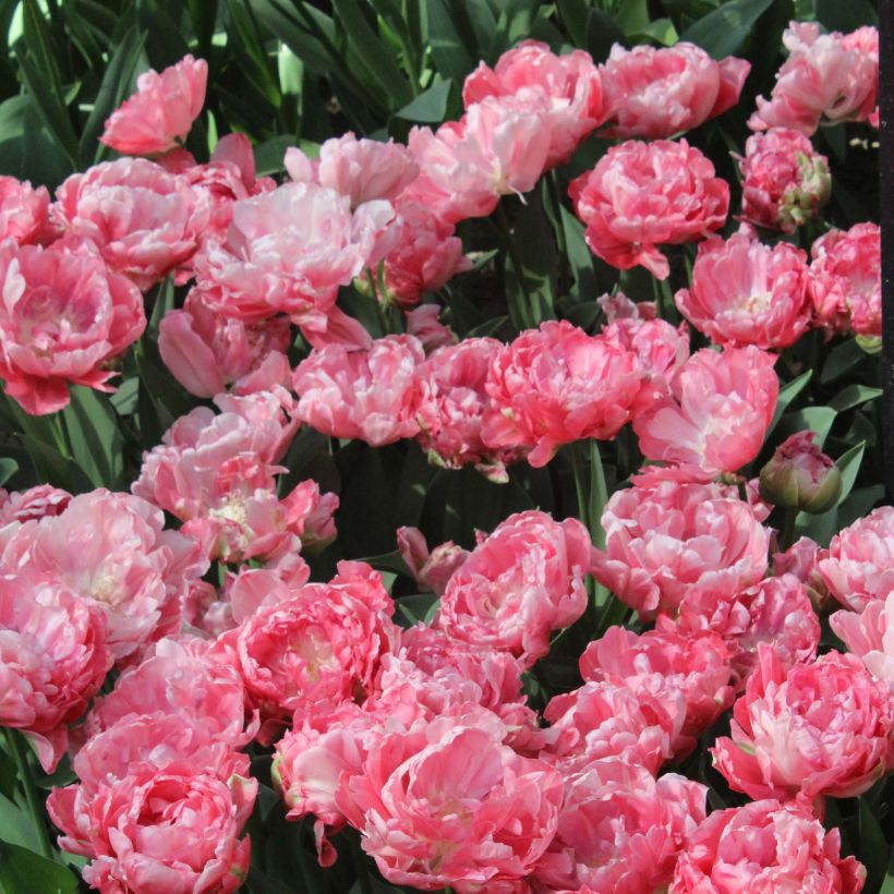 Tulipa 'Sweet Amy' (Flowering)