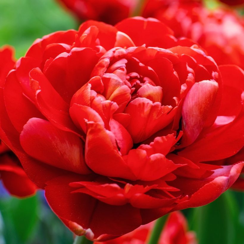 Tulipa Red Baby Doll- Double Early Tulip (Flowering)