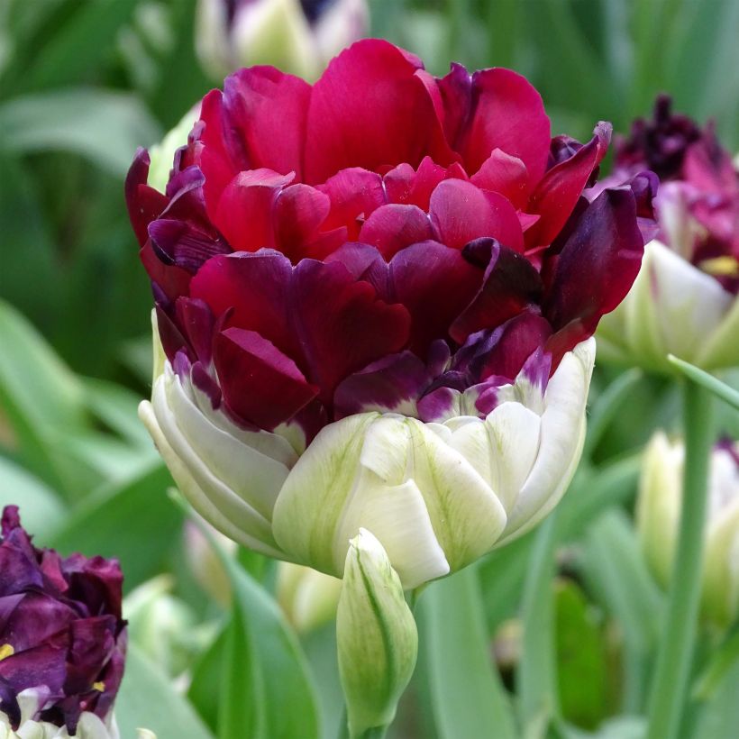 Tulipa 'Pop Up Purple' (Flowering)