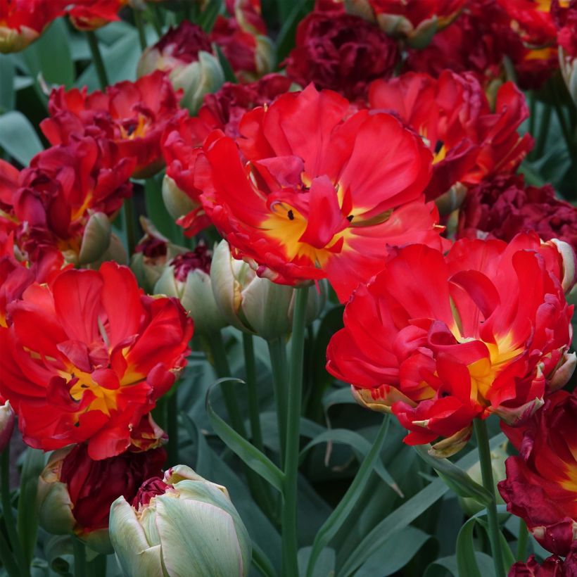 Tulipa 'Pop Up Red' (Flowering)
