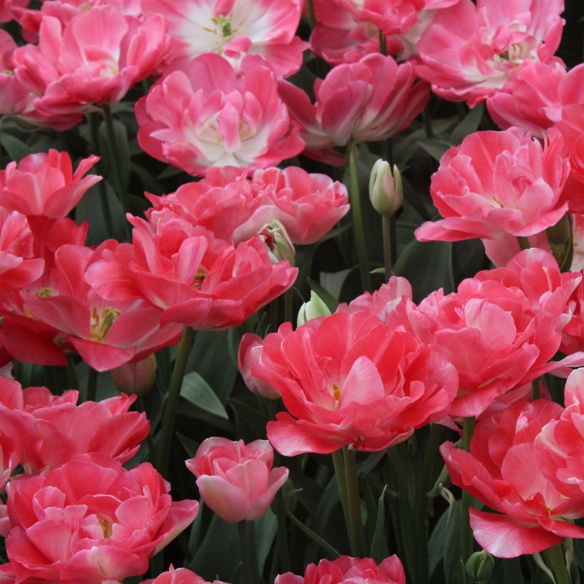 Tulipa 'Princess Angelique' (Flowering)