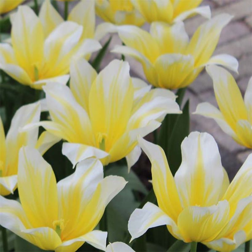 Tulipa Budlight - Lily flowering Tulip (Flowering)