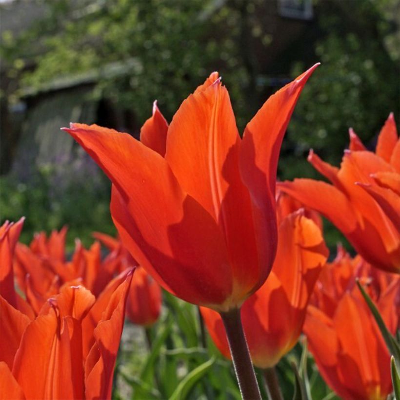 Tulipa 'Dutch Dancer' (Flowering)