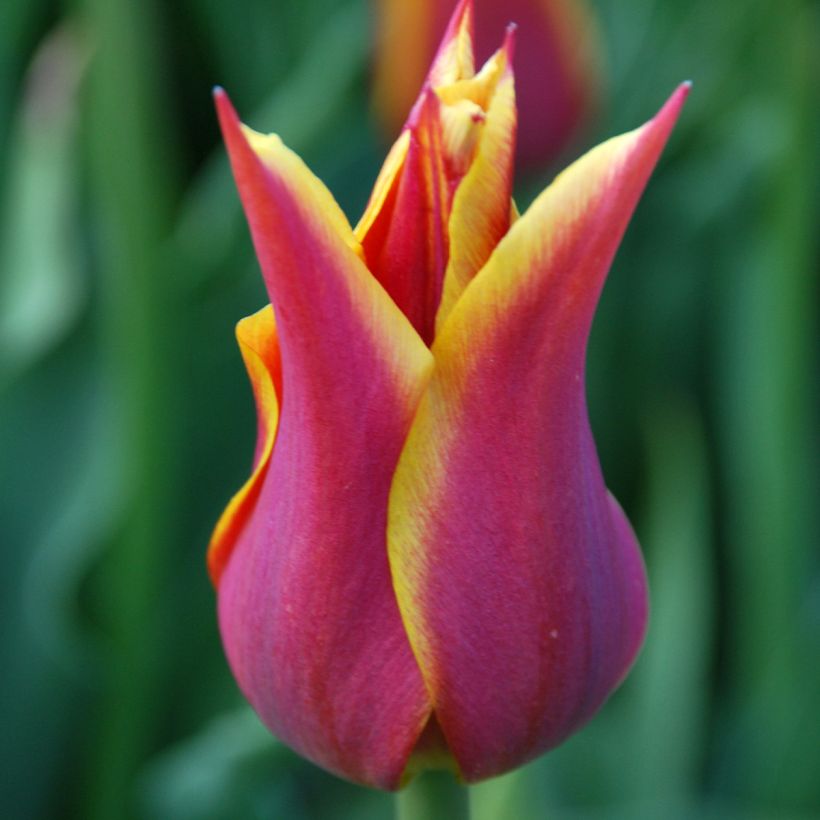 Tulipa Sonnet - Lily flowering Tulip (Flowering)