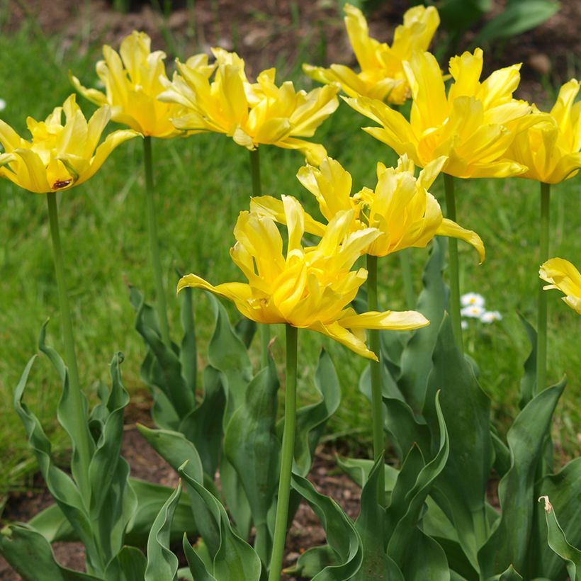 Tulipa Yellow Spider - Lily flowering Tulip (Plant habit)