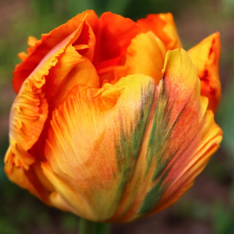 Tulipa Comet - Parrot Tulip (Flowering)