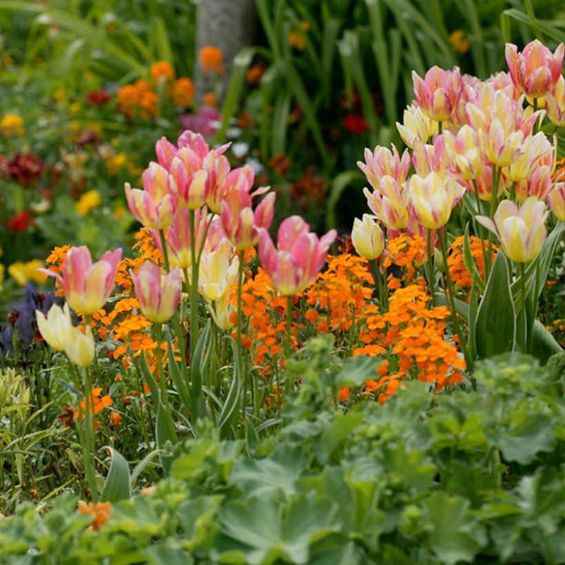 Tulipa 'Antoinette' (Plant habit)