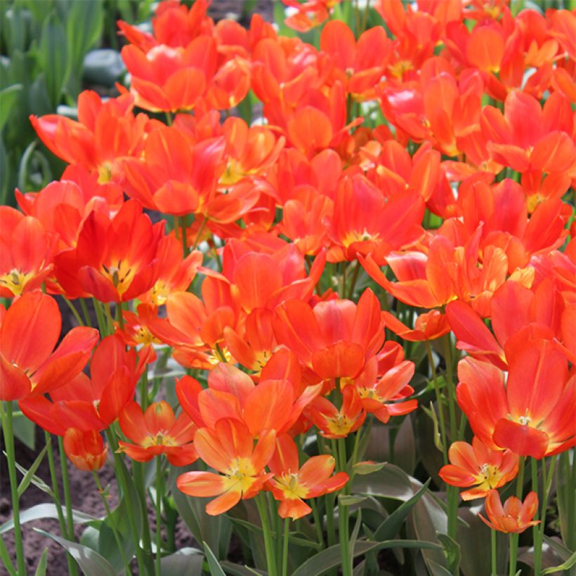Tulipa Orange bouquet (Flowering)