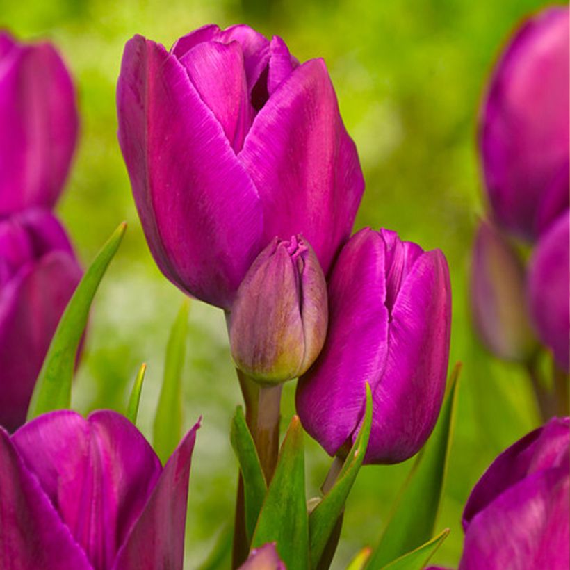 Tulipa 'Purple Bouquet' (Flowering)