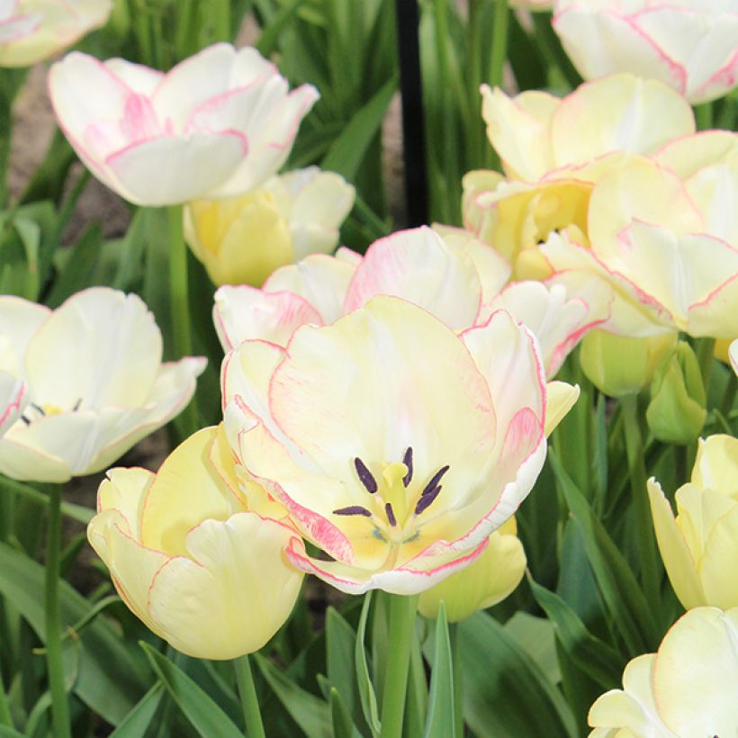 Tulipa Rosy Bouquet - Mutliple flowering Tulip (Flowering)