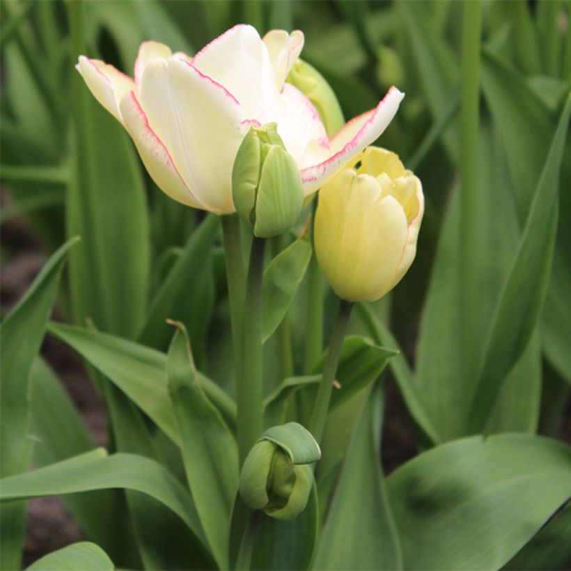 Tulipa Rosy Bouquet - Mutliple flowering Tulip (Plant habit)