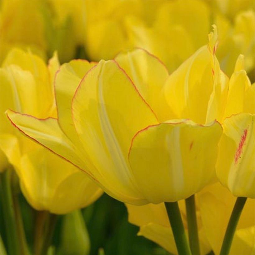 Tulipa Sunshine Club - Mutliple flowering Tulip (Flowering)