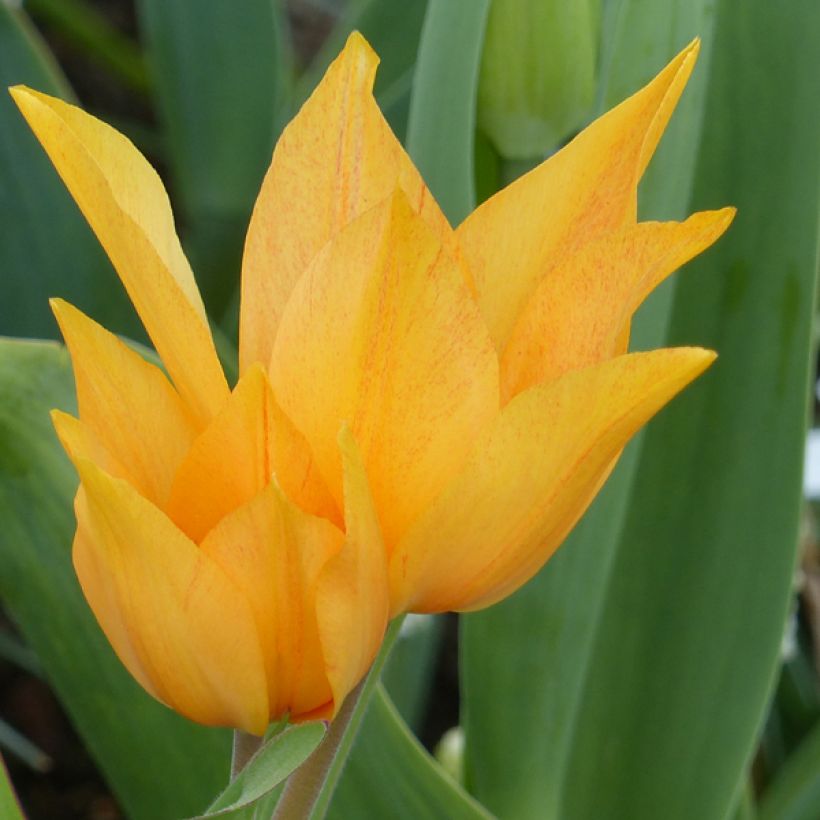 Tulipa praestans Shogun (Flowering)