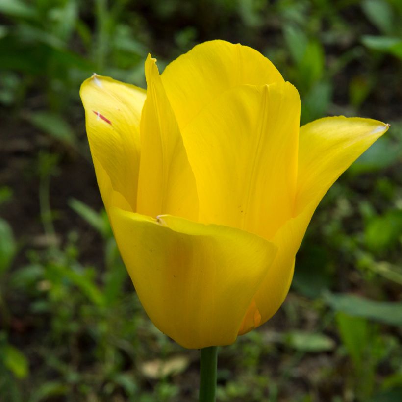 Tulipa Big Smile - Early simple Tulip (Flowering)