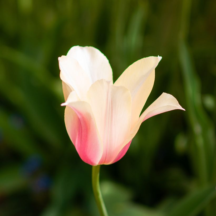 Tulipa Blushing Lady - Early simple Tulip (Flowering)