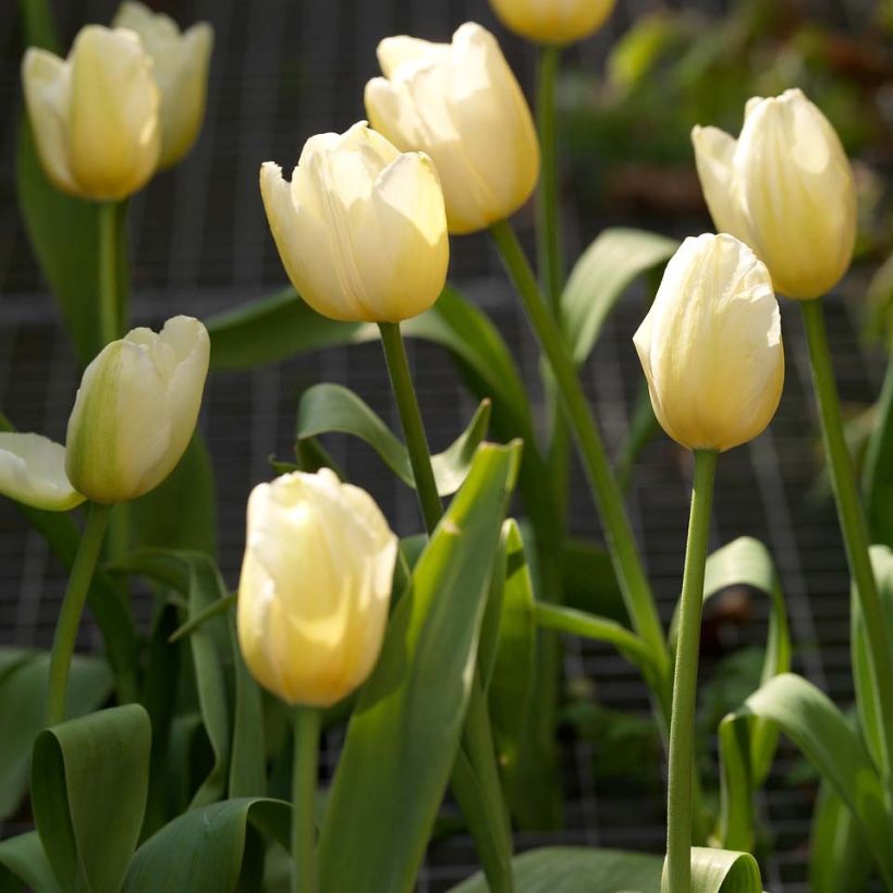 Tulipa Catherina - Early simple Tulip (Flowering)