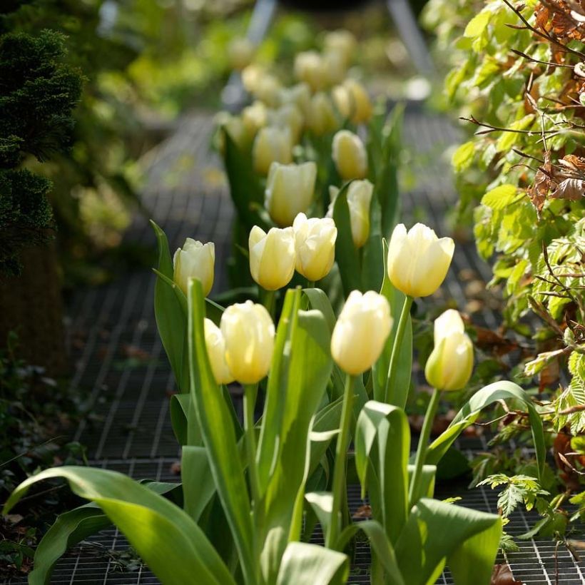 Tulipa Catherina - Early simple Tulip (Plant habit)