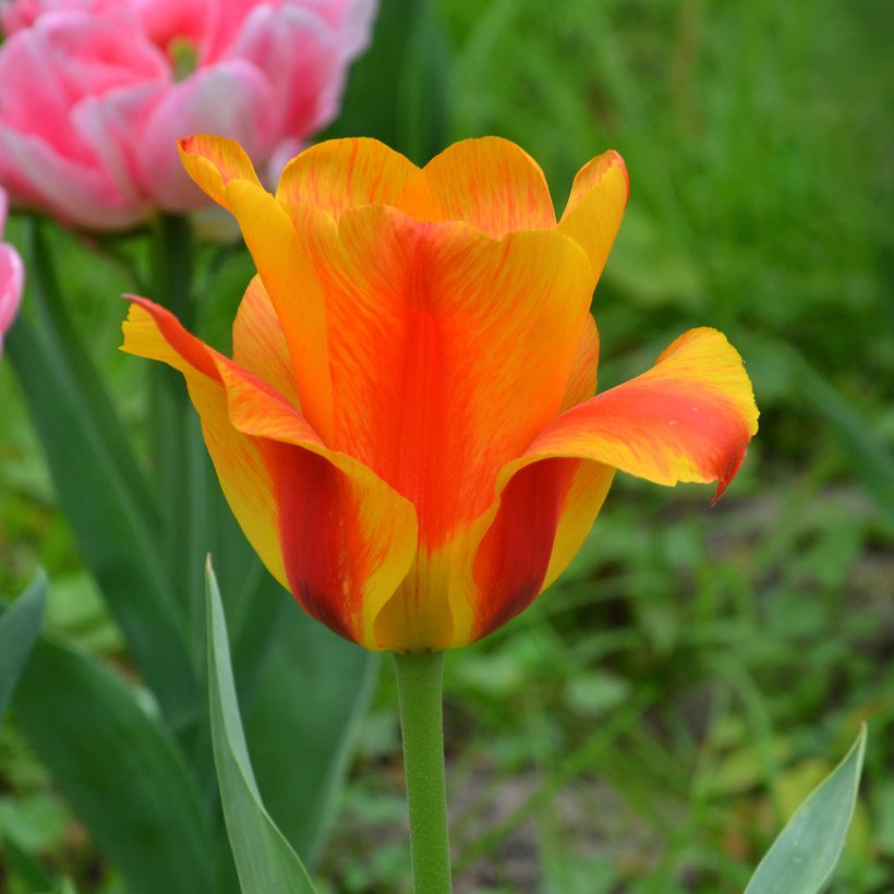 Tulipa El Niño - Early simple Tulip (Flowering)