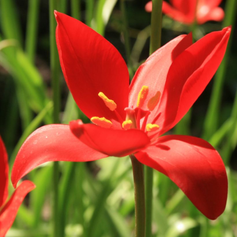 Tulipa sprengeri - Botanical Tulip (Flowering)
