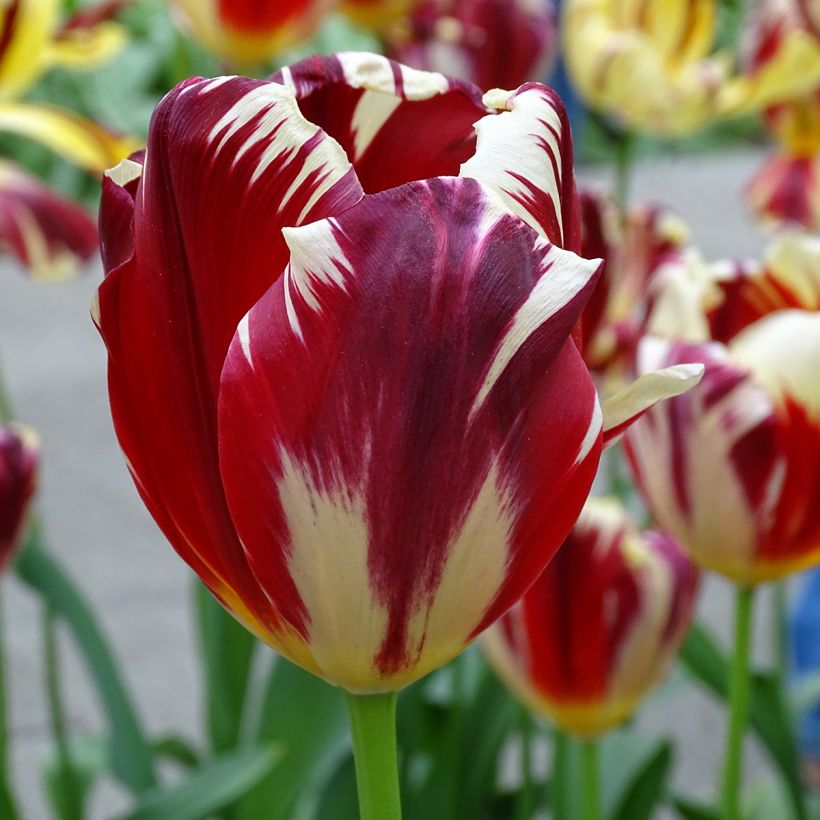 Tulipa Grand Perfection - Triumph Tulip (Flowering)