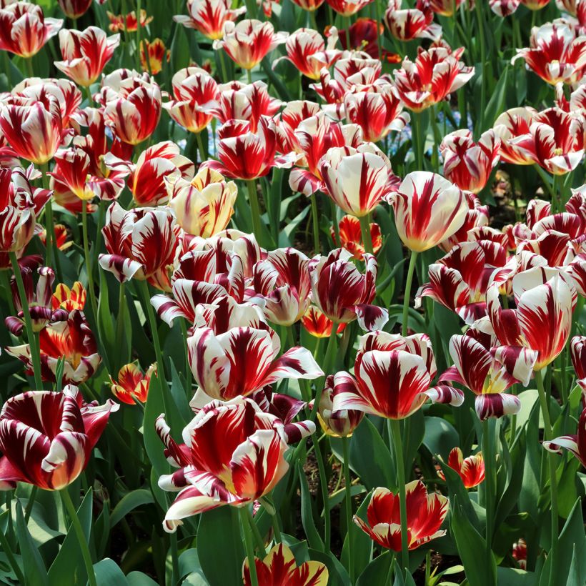 Tulipa Grand Perfection - Triumph Tulip (Plant habit)