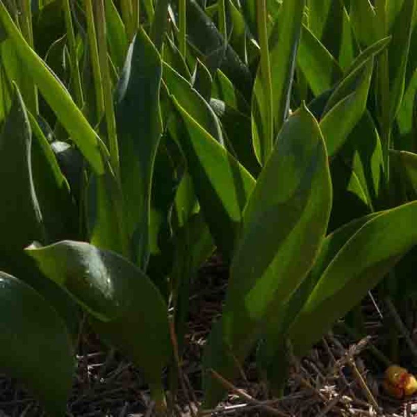 Tulipa In Love (Foliage)