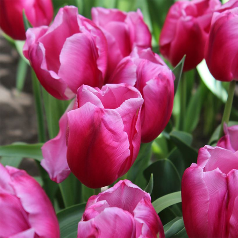 Tulipa In Love (Flowering)