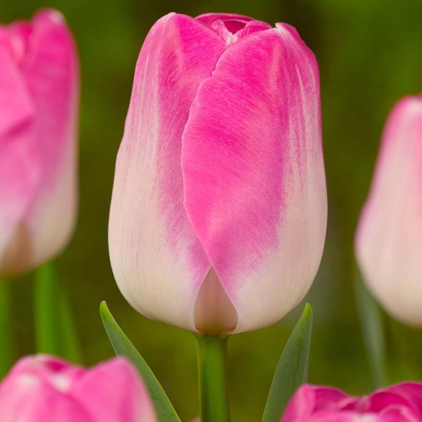 Tulipa Innuendo - Triumph Tulip (Flowering)