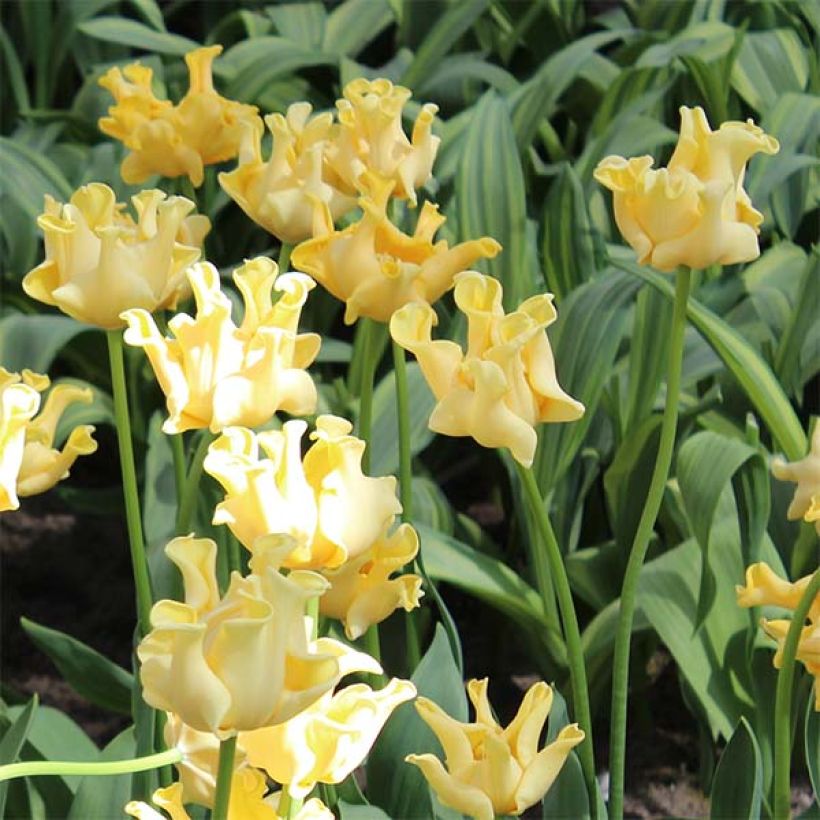 Tulipa Yellow Crown - Triumph Tulip (Flowering)