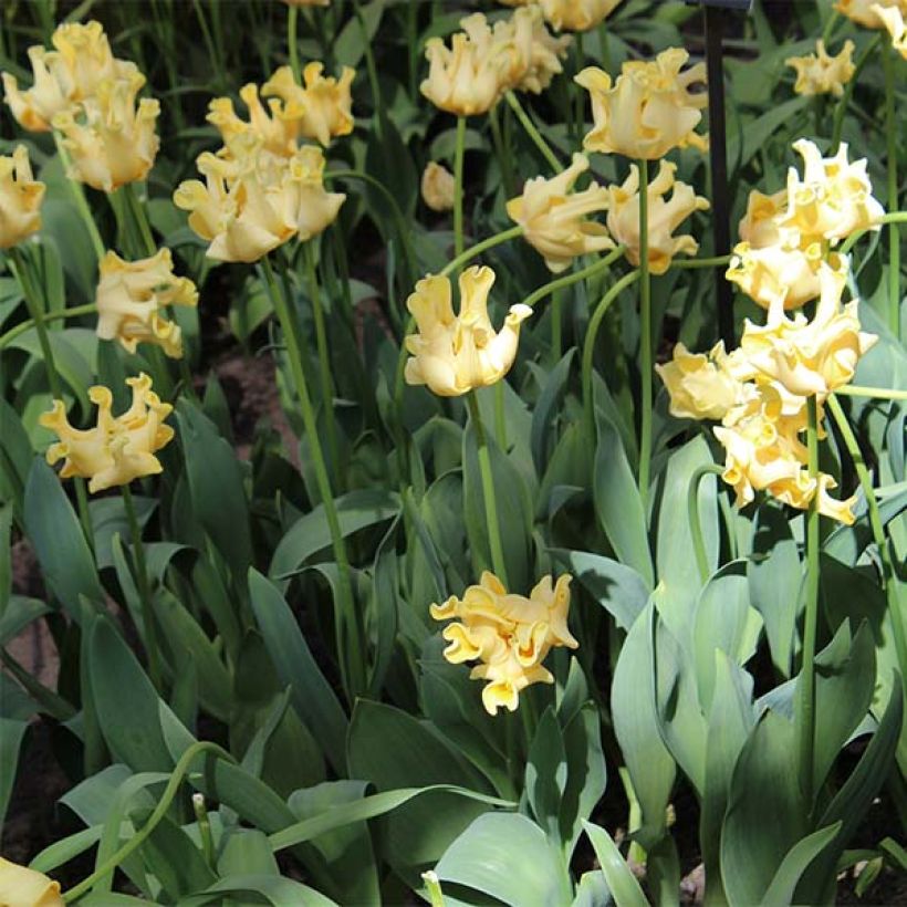 Tulipa Yellow Crown - Triumph Tulip (Plant habit)