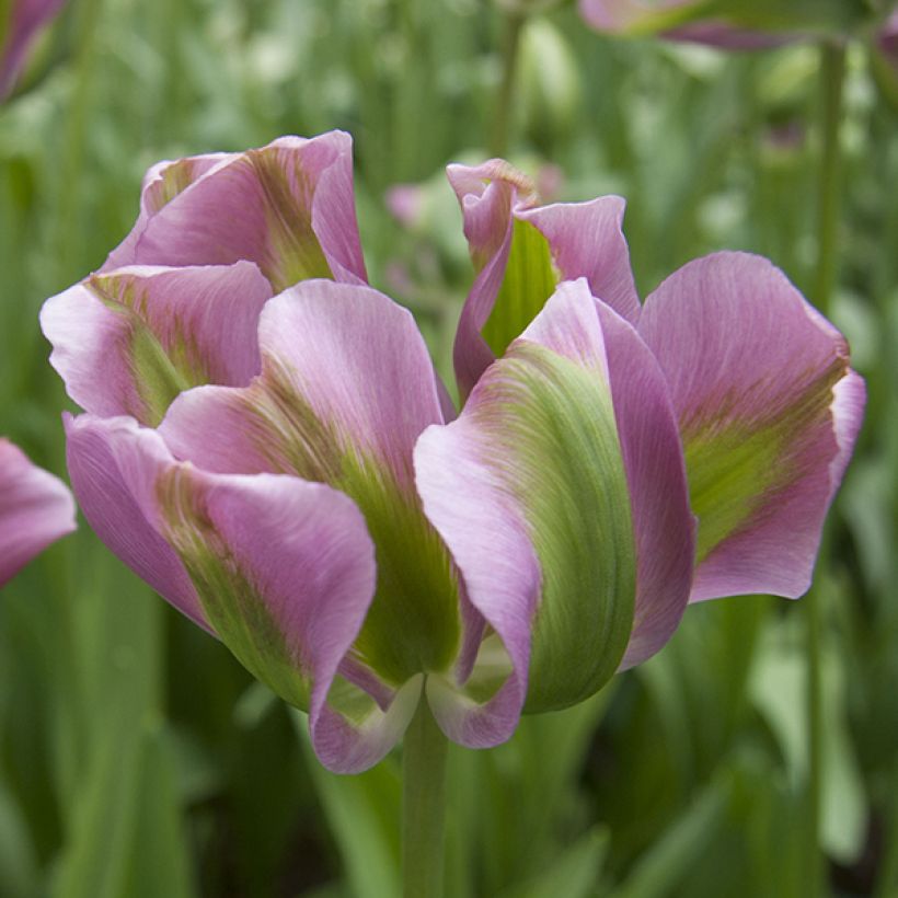 Tulipa Nightrider (Flowering)