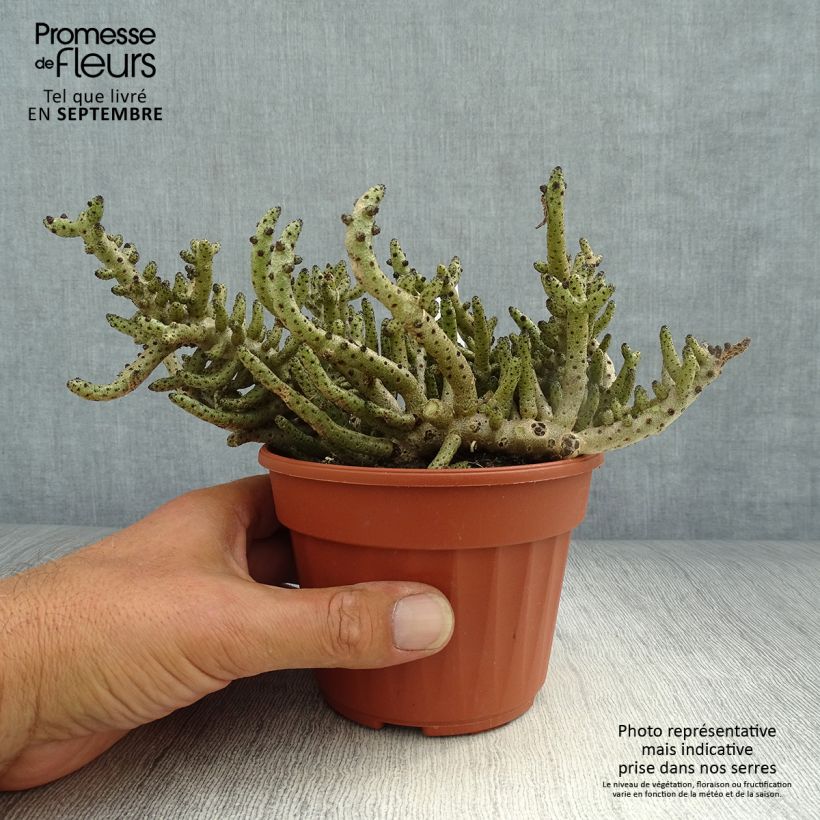 Tylecodon bucholzianus  12cm pot sample as delivered in autumn