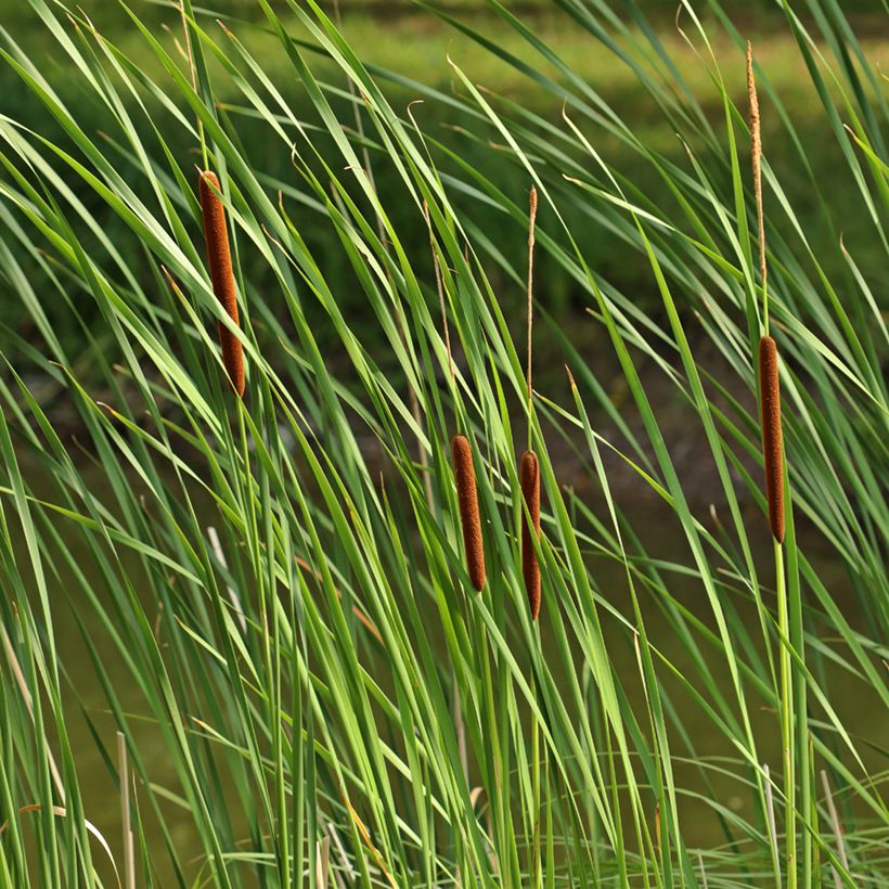 Typha angustifolia - Narrowleaf Cattail (Foliage)