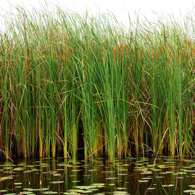 Typha angustifolia - Narrowleaf Cattail (Plant habit)