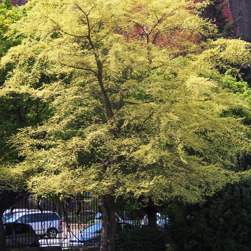 Ulmus parvifolia Geisha - Chinese Elm (Plant habit)